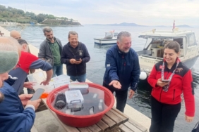 Marmara’da 400 ıstakoz yavrusu yapay resiflere bırakıldı