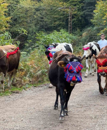 Asırlık gelenek sürdürülüyor: Keremali Yaylası’ndan renkli dönüş şöleni