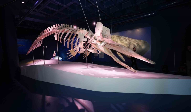 Türkiye’nin ilk Balina iskeleti sergisi yoğun ilgi görmeye devam ediyor