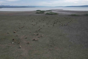 Büyükçekmece’de gölün büyük kısmı kurudu, koyunlar otlamaya başladı