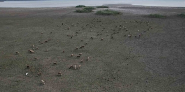 Büyükçekmece’de gölün büyük kısmı kurudu, koyunlar otlamaya başladı