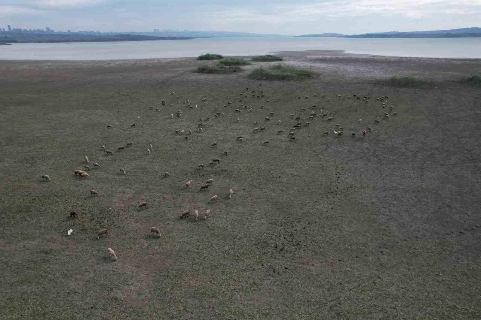 Büyükçekmece’de gölün büyük kısmı kurudu, koyunlar otlamaya başladı