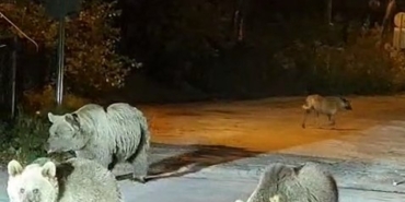 Dağcılar ayılarla burun buruna geldi