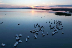Sonbaharda Manyas Gölü’nde pelikan ve flamingo ziyaretleri