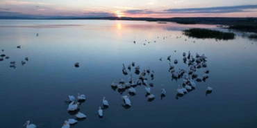 Sonbaharda Manyas Gölü’nde pelikan ve flamingo ziyaretleri