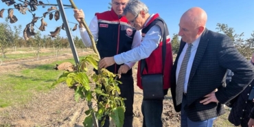 Ceviz bahçeleri büyüyor üretici yüzü gülüyor