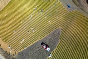 Kocaeli’de tıbbi ve aromatik bitki hasadı başladı