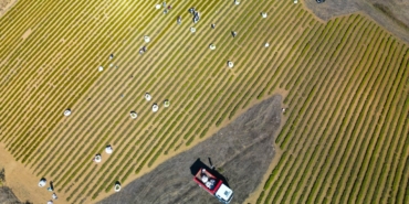 Kocaeli’de tıbbi ve aromatik bitki hasadı başladı