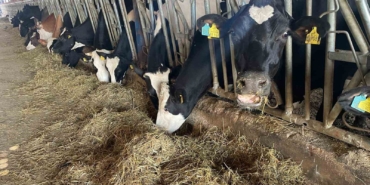 Kırmızı et fiyatlarının ateşi düştü