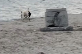 Büyükçekmece’de kapkaççı köpek kameraya yansıdı