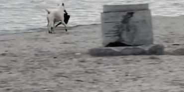 Büyükçekmece’de kapkaççı köpek kameraya yansıdı