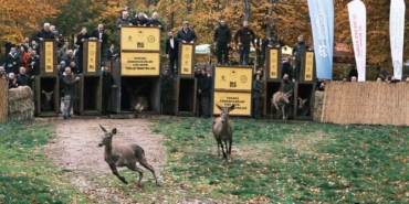 7 kızıl geyik doğaya salındı, GPS ile adım adım takip edilecek