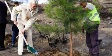 Yangın bölgesinde ilk fidanlar toprakla buluştu