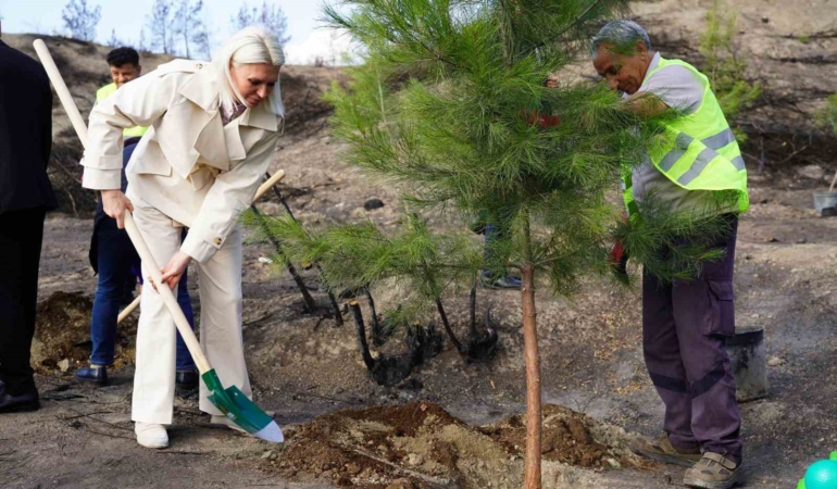 Yangın bölgesinde ilk fidanlar toprakla buluştu
