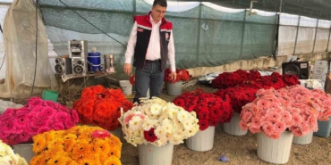Serada sebzeden gerberaya: Üretim çeşitliliği dikkat çekiyor