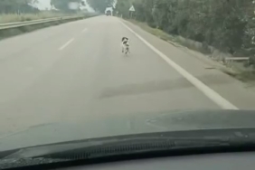 Bursa’da yağmura aldırış etmeden koşan köpek yürekleri burktu