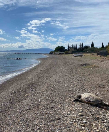 Çanakkale’de sahile ölü caretta carettalar vurdu