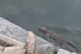 Nesli tükenmekte olan su samuru Küçükçekmece’de görüldü