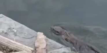 Nesli tükenmekte olan su samuru Küçükçekmece’de görüldü