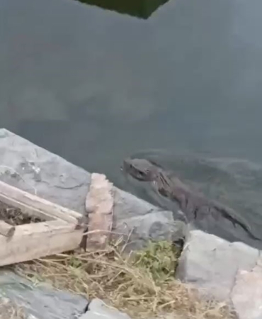 Nesli tükenmekte olan su samuru Küçükçekmece’de görüldü
