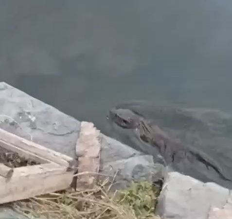 Nesli tükenmekte olan su samuru Küçükçekmece’de görüldü