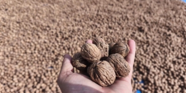 Edirne’de ceviz hasadı başladı