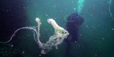 Marmara’da mercanlara müsilaj tehdidi