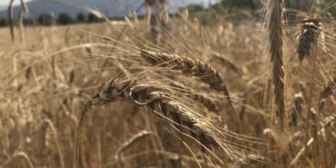 Dünya tahıl arzında rekor beklenti: 3 milyar tonu geçebilir