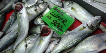 Denizlerin prensi ’lüfer’ 900 liradan tezgahta