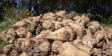 Tarım Bakanlığı: "Kuraklık nedeniyle şeker pancarı üretimini kısıtlamayacağız"