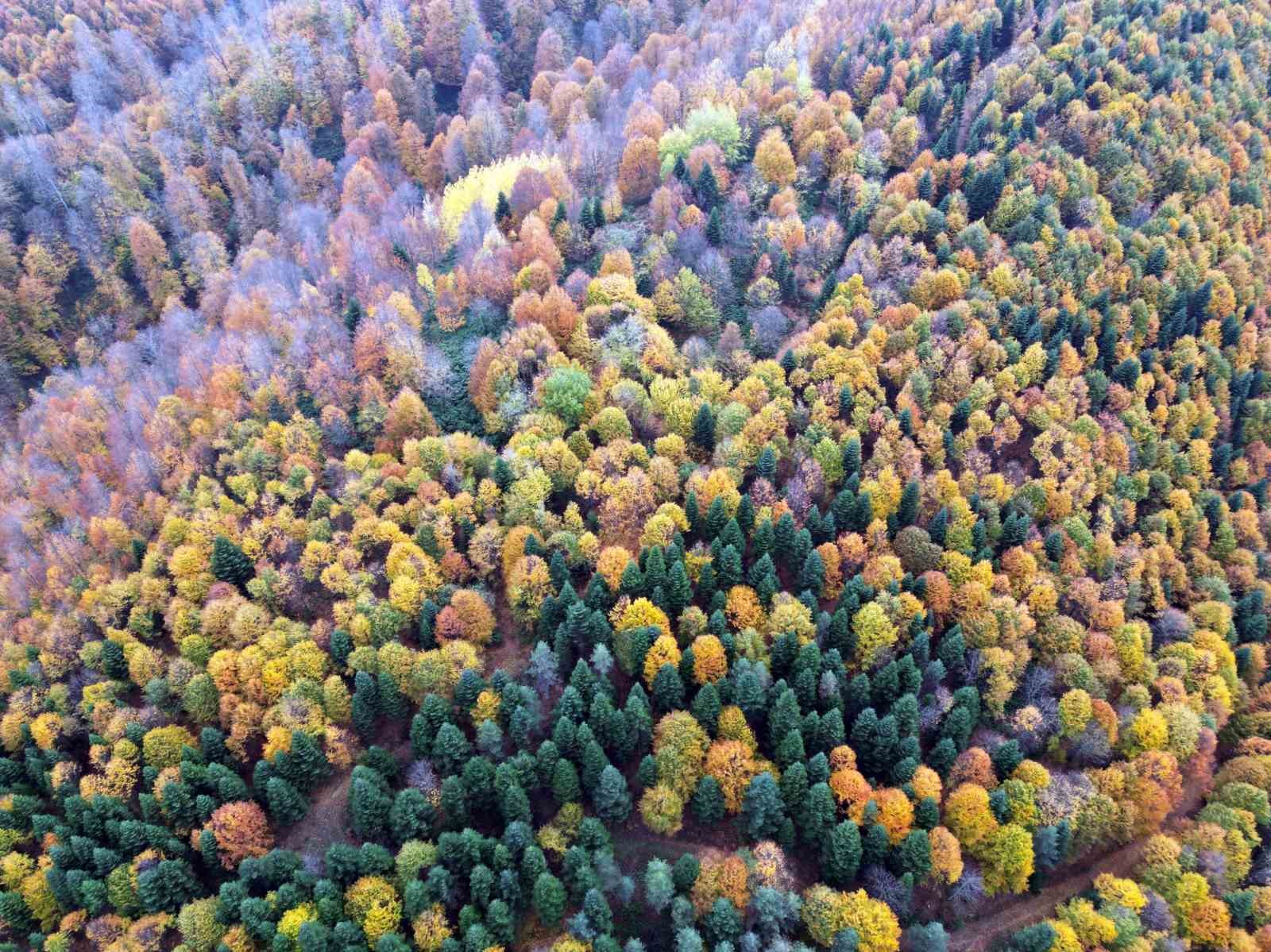 Sakarya’da sonbahar güzelliği göz kamaştırıyor