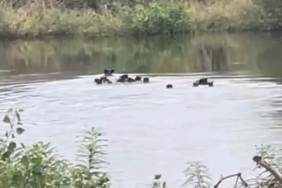 Yaban domuzları Meriç Nehri üzerinden Yunanistan’a geçti