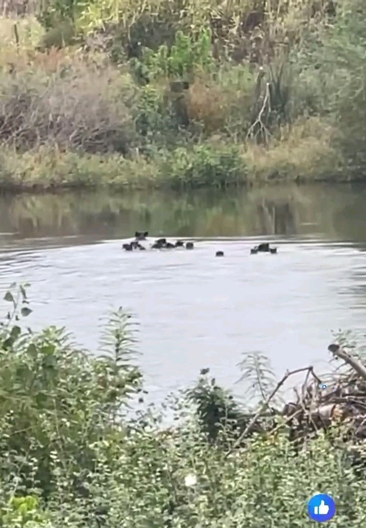 Yaban domuzları Meriç Nehri üzerinden Yunanistan’a geçti