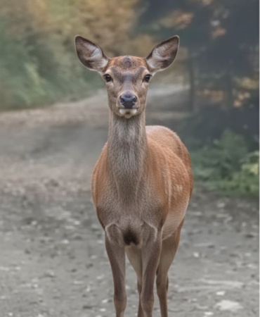 Orman sofrasında Kızıl Geyik öğle yemeğinde