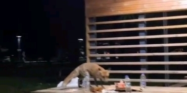 Yavru tilki doğum günü pastasına kondu