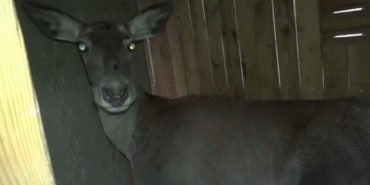 Bursa’daki 3 kızıl geyik, doğal yaşam alanına kavuştu