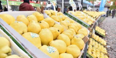 Kartepe’de Eşme Ayva Festivali düzenlenecek