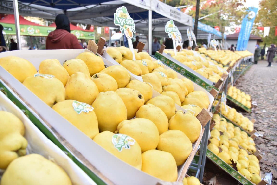 Kartepe’de Eşme Ayva Festivali düzenlenecek