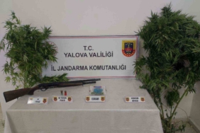 Yalova’da ormanlık alanda uyuşturucu yetiştiren 2 şüpheli yakalandı