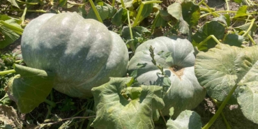 Hayvan gübresiyle 40 kilograma ulaşan kabaklarını taşımakta zorlandı