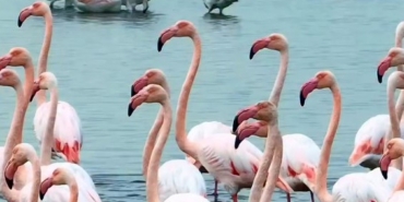 İzmit Körfezi’nde "allı turna" şöleni