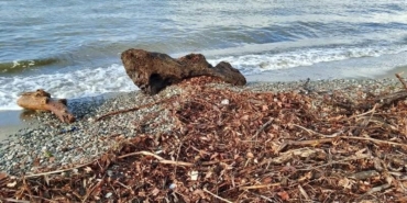 Edremit’te şiddetli lodos, sahili ağaç dalları ve yosunla doldurdu