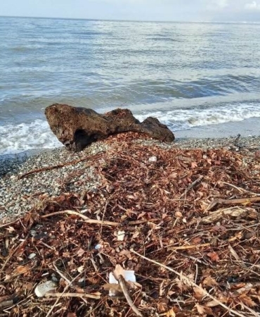 Edremit’te şiddetli lodos, sahili ağaç dalları ve yosunla doldurdu