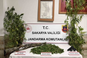 Ormanlık araziden kenevir hasat ederken suçüstü yakalanan şahıs tutuklandı