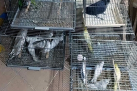 Çorlu’da Egzotik Kuş Operasyonu: Ceza yağdı