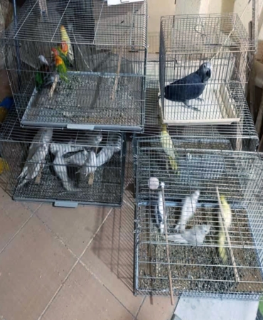 Çorlu’da Egzotik Kuş Operasyonu: Ceza yağdı