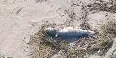 Gönen’de sahilde şüpheli balık ölümleri kameraya yansıdı