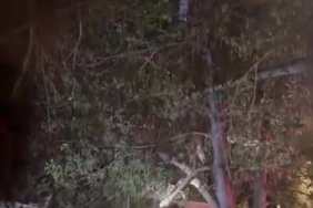 Topunu almak için çıktığı ağaçtan inemeyen çocuğun yardımına itfaiye yetişti