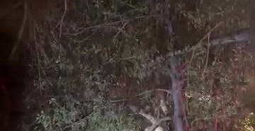 Topunu almak için çıktığı ağaçtan inemeyen çocuğun yardımına itfaiye yetişti