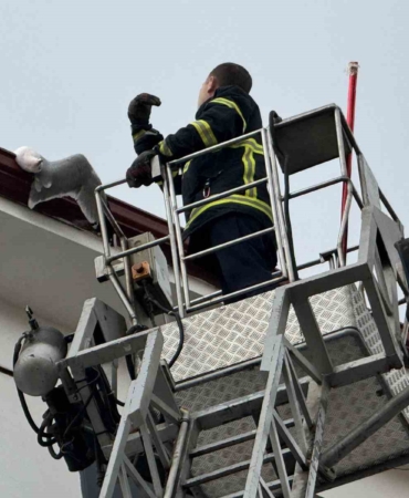 Çatıda sıkışan martıyı itfaiye kurtardı